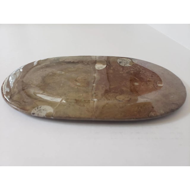 Hold a piece of history in your hands - this plate contains fossils that predate the dinosaurs by approximately 140...