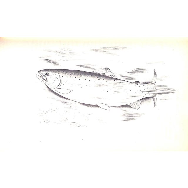 "The Fly and the Fish" 1951 Atherton, John For Sale - Image 10 of 11