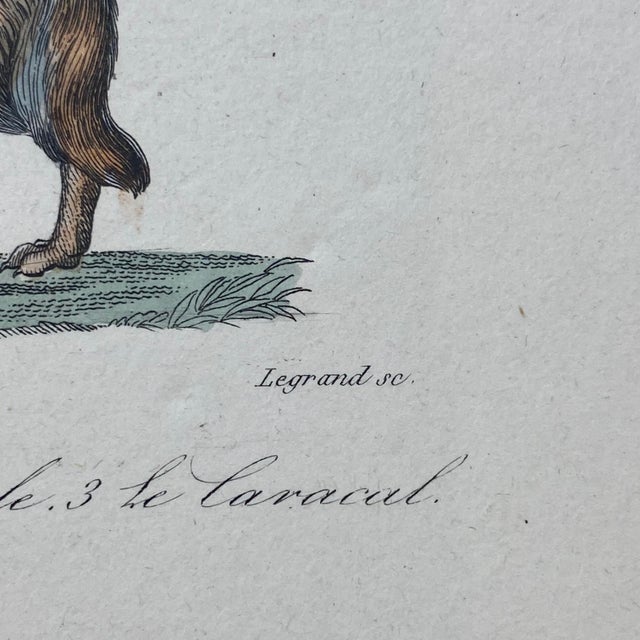 French Antique 18th Century "Le Chacal" Animal Engraving Hand Colored Signed Artwork For Sale - Image 10 of 11