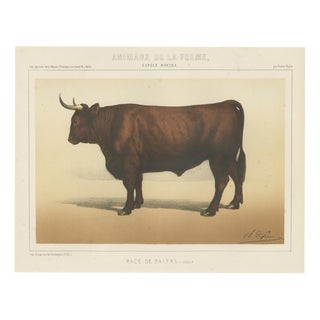 Borie, Salers Ox, French Cattle Breed, 1863, Chromolithograph For Sale