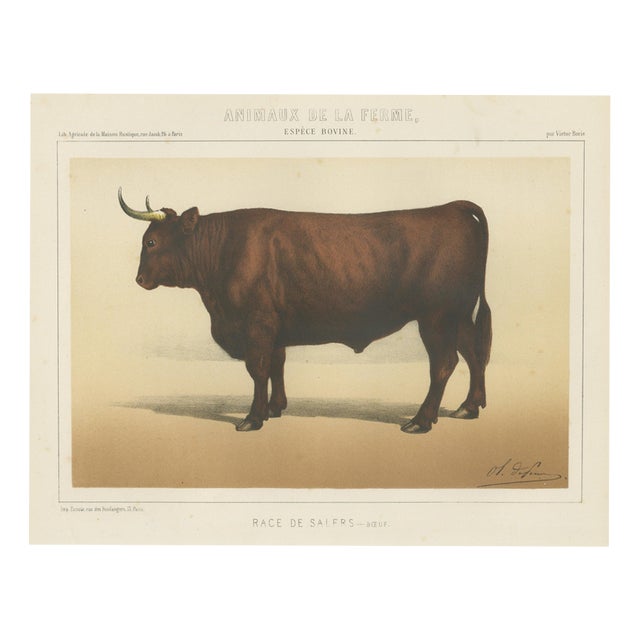 Borie, Salers Ox, French Cattle Breed, 1863, Chromolithograph For Sale