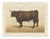 Borie, Salers Ox, French Cattle Breed, 1863, Chromolithograph For Sale