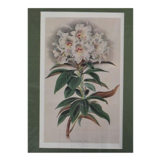 1980s White Rhododendron Litho Print For Sale