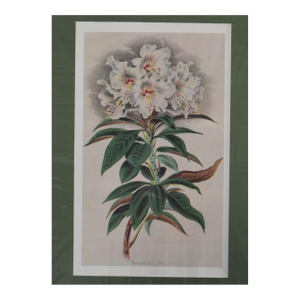 1980s White Rhododendron Litho Print