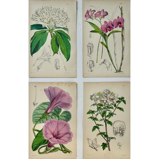 Set of 4 original copper engraving botanicals by William Curtis. Unframed. Dimensions: 6" x 9.5" each print, and 20" x 26"...