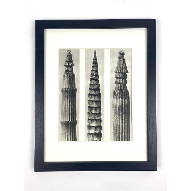 1930s 1930s Framed Botanical Blossfeldt Print - No. 69 For Sale - Image 5 of 5