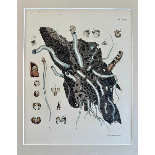 Mid 19th Century Coral Shells, 19th Century Print For Sale - Image 5 of 5