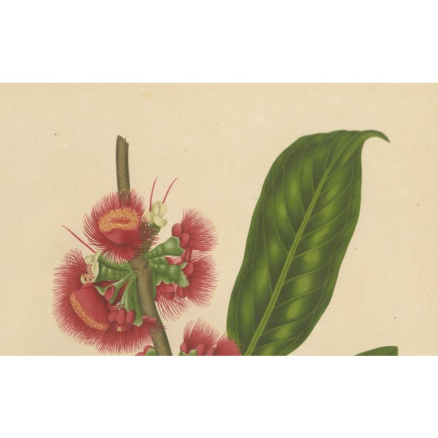 Red Hoola van Nooten, Wax Apple Blossom Botanical, 1880, Chromolithograph For Sale - Image 8 of 9