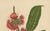 Red Hoola van Nooten, Wax Apple Blossom Botanical, 1880, Chromolithograph For Sale - Image 8 of 9