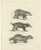 C.C. G. Zool., Collared Peccary, Javanese Skunk and Nordic Wolverine, 1836, Lithograph For Sale