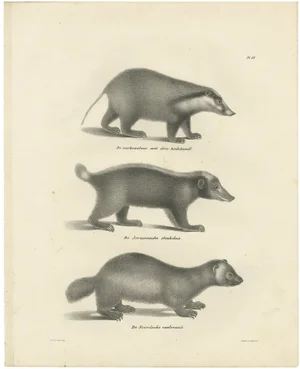 C.C. G. Zool., Collared Peccary, Javanese Skunk and Nordic Wolverine, 1836, Lithograph