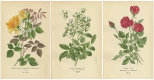 Roses and Greenhouse Favorites, 1897, Paper, Set of 3