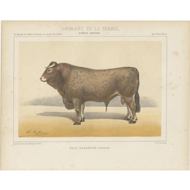 Olivier De Penne, Bazadaise Bull, French Cattle, 1863, Chromolithograph For Sale - Image 3 of 9