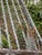 Monumental 77-Inch Custom Artisan Hand-Welded Wrought Iron Pagoda Aviary (Birdcage) on Stand For Sale In Phoenix - Image 6 of 12