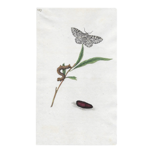 Antique Peppered Moth Handcolored Engraving