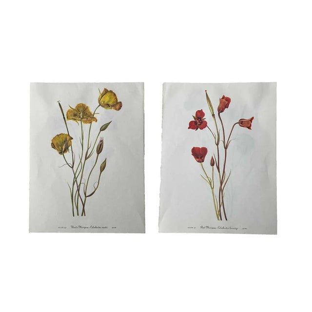 Yellow and Red Mariposa Botanical Double Sided Print Suitable for Framing For Sale