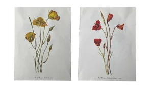 Yellow and Red Mariposa Botanical Double Sided Print Suitable for Framing