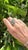 18k Gold, 2.63 Carats, Natural Zambian Emerald & Rose Cut Diamonds Cocktail Ring, Size 6 For Sale - Image 6 of 10