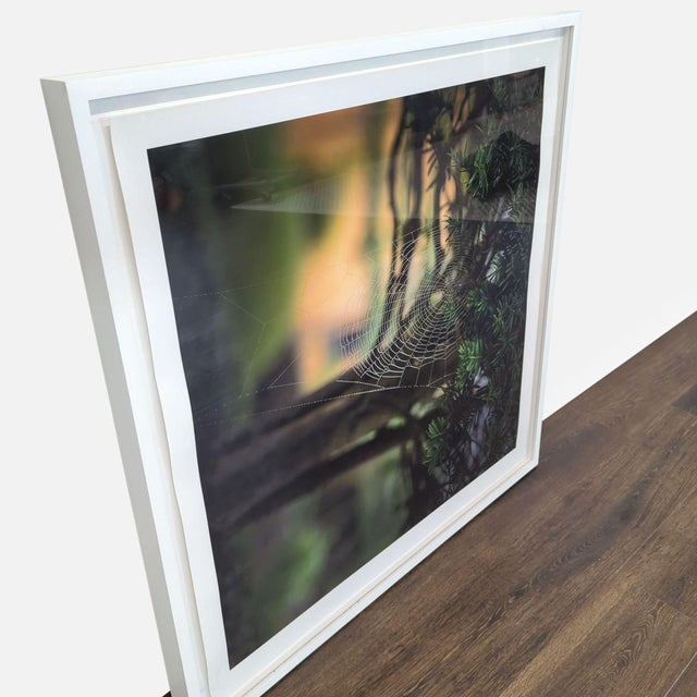 Framed photograph by Kimberley Carr Harmon Photography of a spiderweb in nature. Brand: Kimberley Carr Harmon Photography....