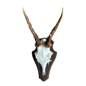 1980s Roe Deer Trophy 18 Black Foert Antlers Mount