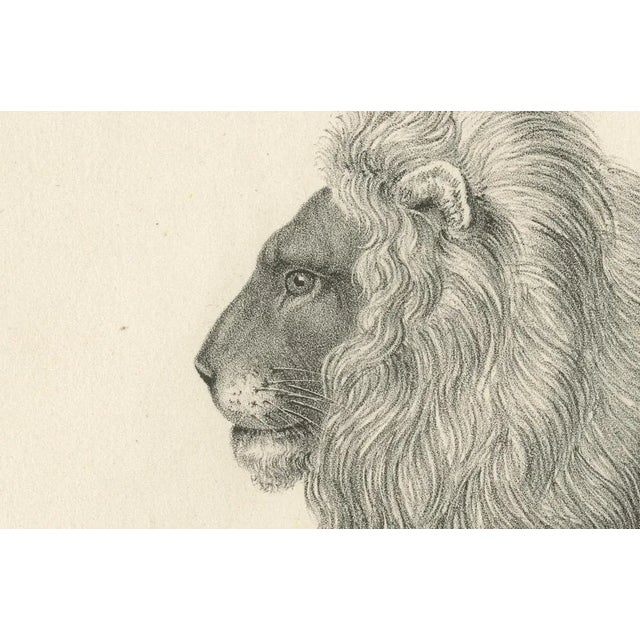 Majestic Barbary Lion Standing in Profile, 1836, Lithograph For Sale - Image 4 of 11