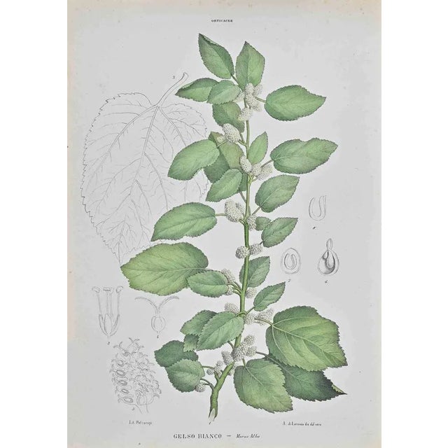 Lithograph hand watercolored. Belongs to the Series "Atlante di Botanica popolare ossia Illustrazione di Piante Notevoli...