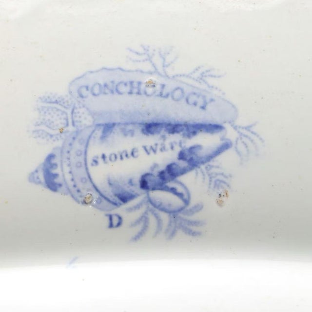 Victorian Antique 19th Century Staffordshire Sea Shell Blue & Brown Transferware Platter by Thomas Dimmock Co. "Conchology" For Sale - Image 3 of 9
