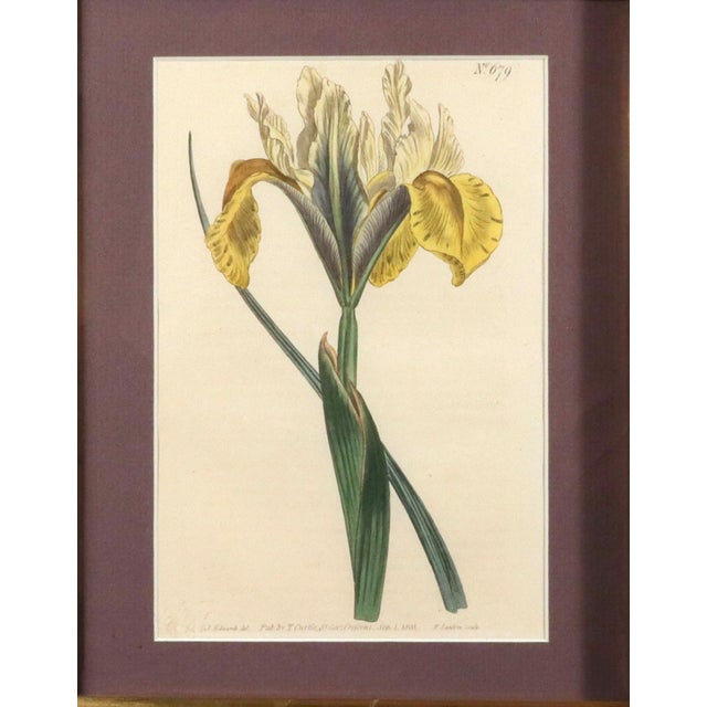 Early 19th Century Pair of Antique Botanical Iris Engravings, Curtis's Botanical Magazine, Framed, 1803–1804 For Sale - Image 5 of 10