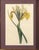 Early 19th Century Pair of Antique Botanical Iris Engravings, Curtis's Botanical Magazine, Framed, 1803–1804 For Sale - Image 5 of 10