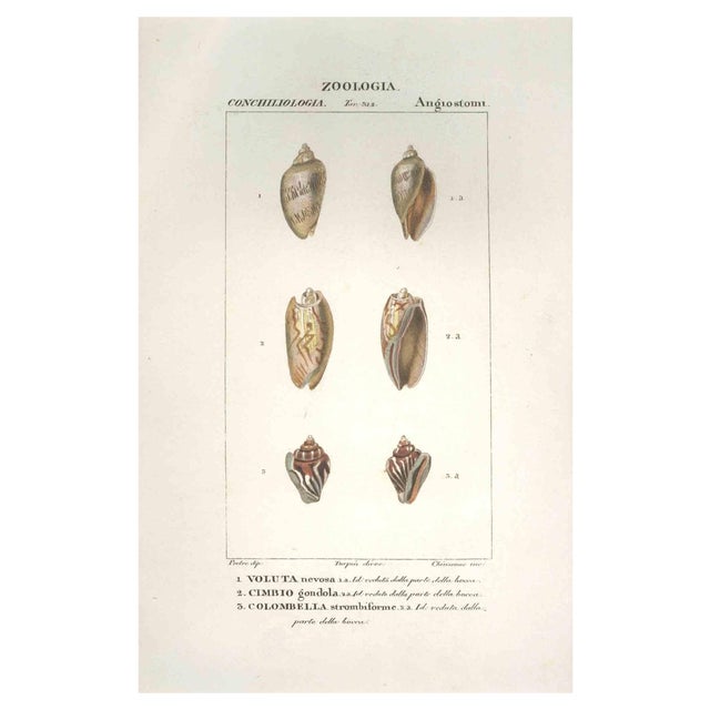 Pierre Jean François Turpin, Angiostomatidae, Etching, 1831 For Sale