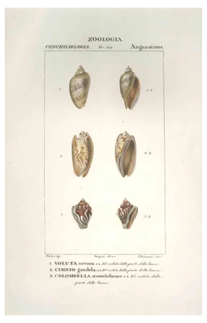 Pierre Jean François Turpin, Angiostomatidae, Etching, 1831