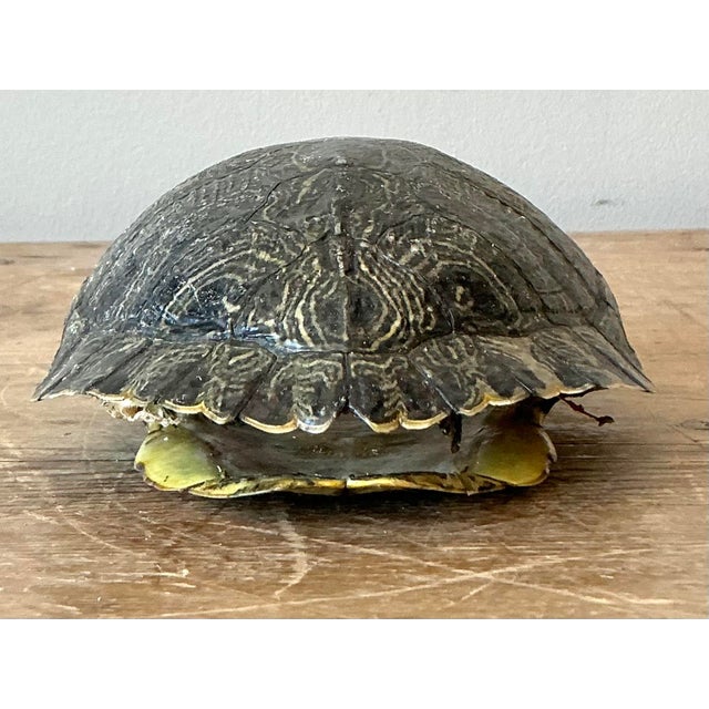 Vintage Boho Turtle Shell For Sale - Image 4 of 12