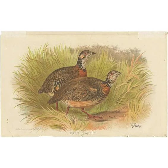 Hume & Marshall, Malayan Wood Partridge, 1879, Paper For Sale