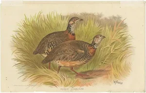 Hume & Marshall, Malayan Wood Partridge, 1879, Paper