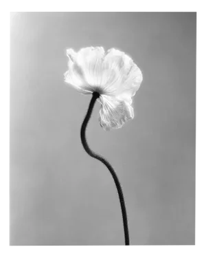 Poppy no.3 - Analogue Black and White Floral Photography, Limited Edition of 15. 2023