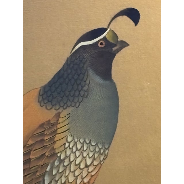 Original Vintage California Field Quail … 5 Mat Framed Drawing Under Glass For Sale - Image 6 of 12