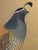Original Vintage California Field Quail … 5 Mat Framed Drawing Under Glass For Sale - Image 6 of 12
