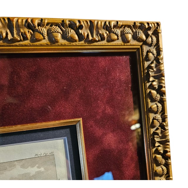 Late 19th Century Antique French Bird Prints For Sale - Image 11 of 11