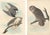 Collection of 4 Vintage 1966 John James Audubon Bird Reproduction Prints 8.5" X 12.75" For Sale - Image 13 of 17