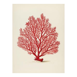 Red Coral Natural History Print | 19th-Century Antique Botanical-Inspired Illustration For Sale