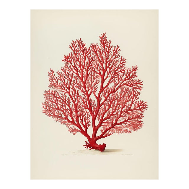 Red Coral Natural History Print | 19th-Century Antique Botanical-Inspired Illustration For Sale