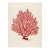 Red Coral Natural History Print | 19th-Century Antique Botanical-Inspired Illustration For Sale