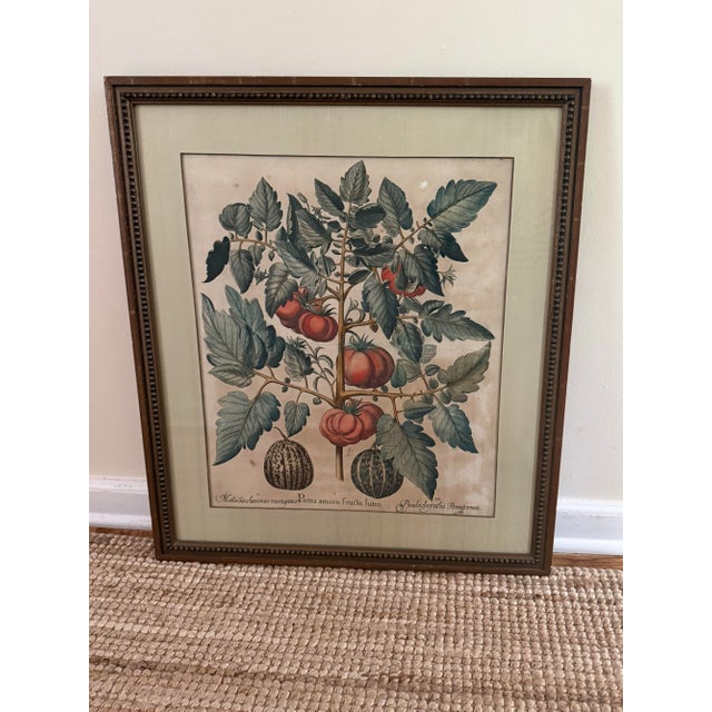A beautiful 18th/19th century hand-colored copperplate engraving depicting a flourishing tomato vine ("Poma amoris fructu...