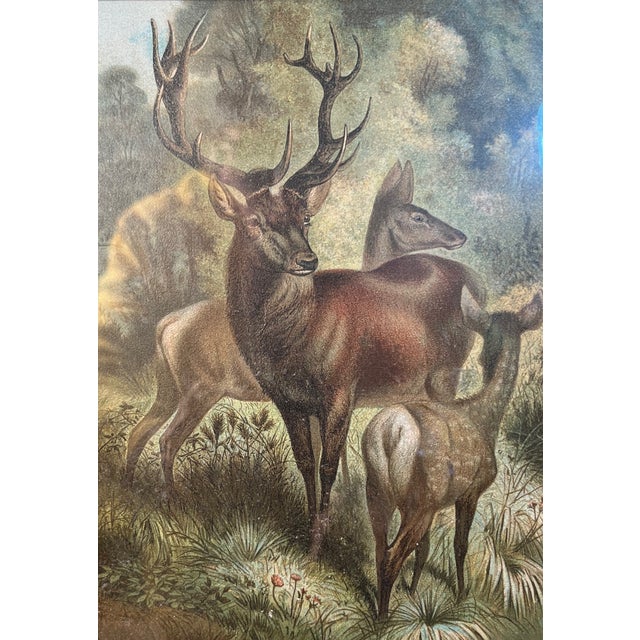 Connect with nature in your home with this Stag or Red Deer Chromolithograph 19th century print. Framed under glass in a 3...