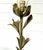 Vintage Tall Italian Floor Lamp Floral Tole Wonderful old piece, tall metal "stalk" with soft mossy green leaves and soft...