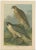 J. F. Naumann, Falcons, 1901, Chromolithographs, Set of 3 For Sale - Image 4 of 6