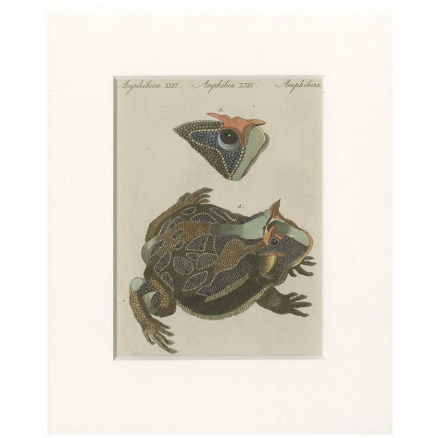 Antique South American Horned Frog, 1798 For Sale - Image 10 of 10
