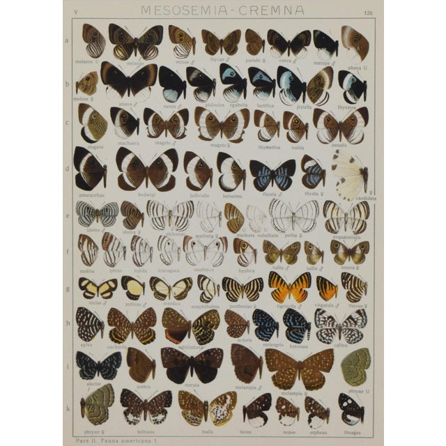 Traditional Antique Early 20th Century Butterfly Print 1912 For Sale - Image 3 of 5