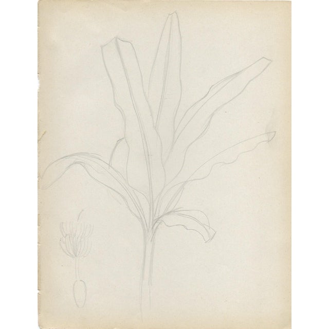 Grace Spongberg (American, 1906-1992) "Banana" drawing on paper, titled and estate stamp on reverse. Grace Spongberg grew...
