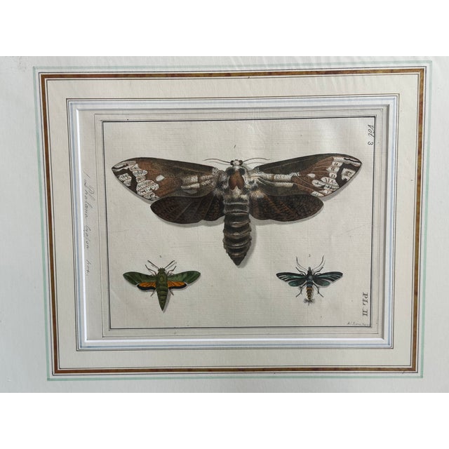 Antique Natural History Entomology Butterfly & Beetle Art Prints Set of Three For Sale - Image 10 of 15